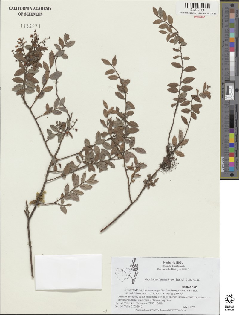 Vaccinium selerianum photo 7