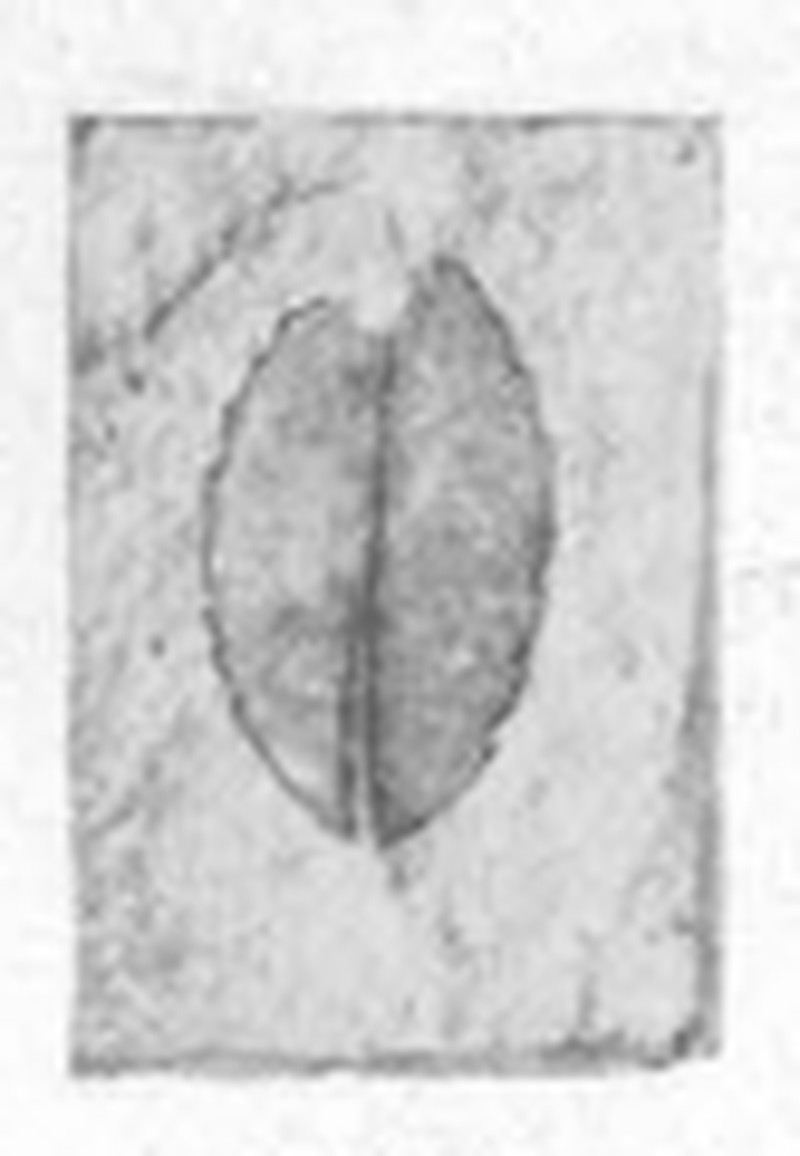 Vaccinium serrulatum photo 3