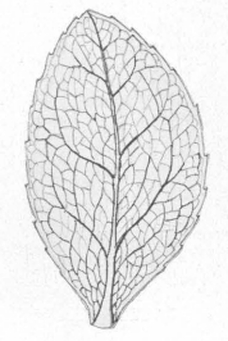 Vaccinium serrulatum photo 6