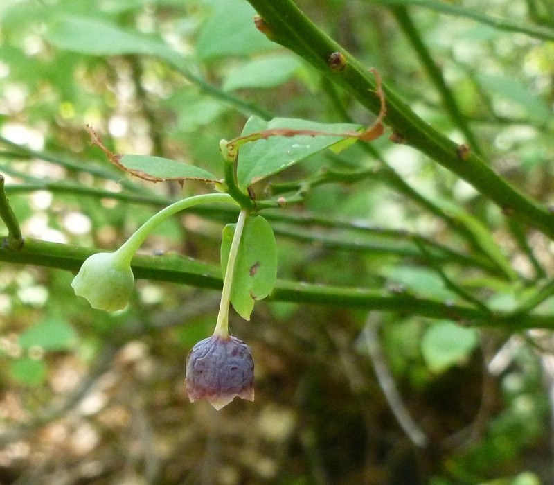 Vaccinium shastense
