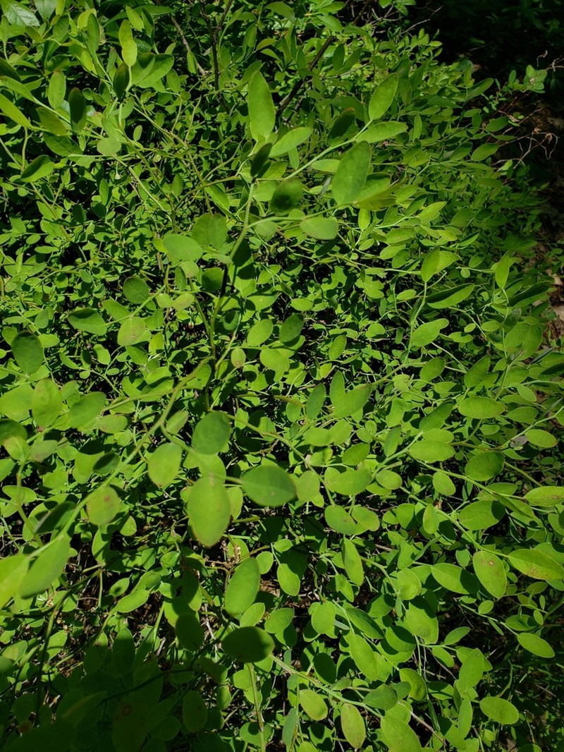 Vaccinium shastense photo 3