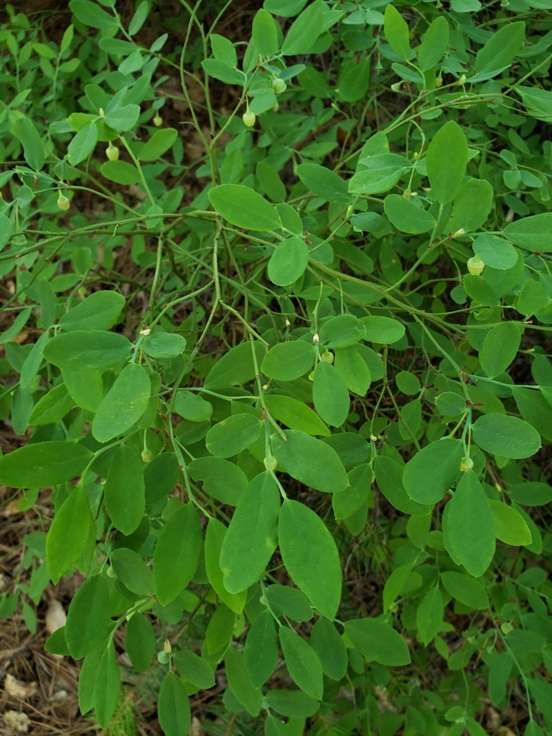 Vaccinium shastense photo 4