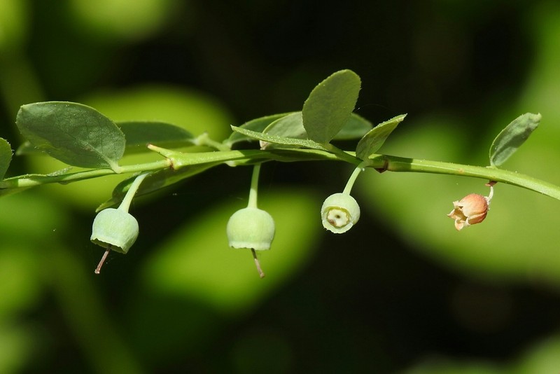 Vaccinium shastense photo 5