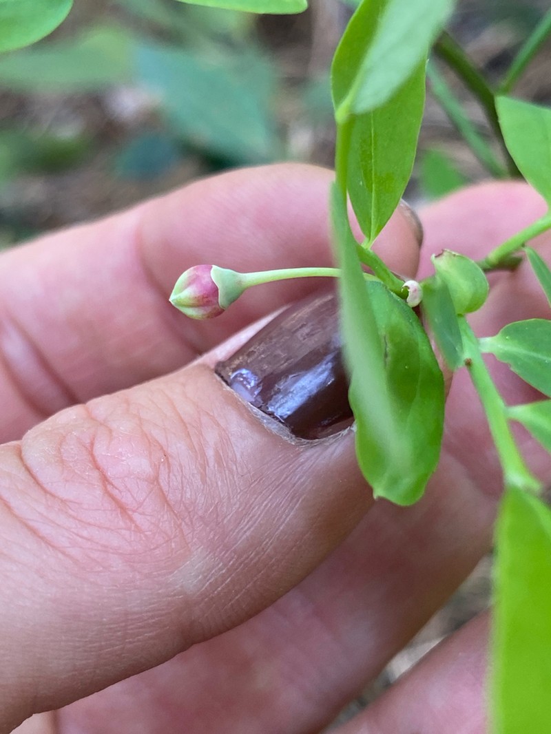 Vaccinium shastense photo 6
