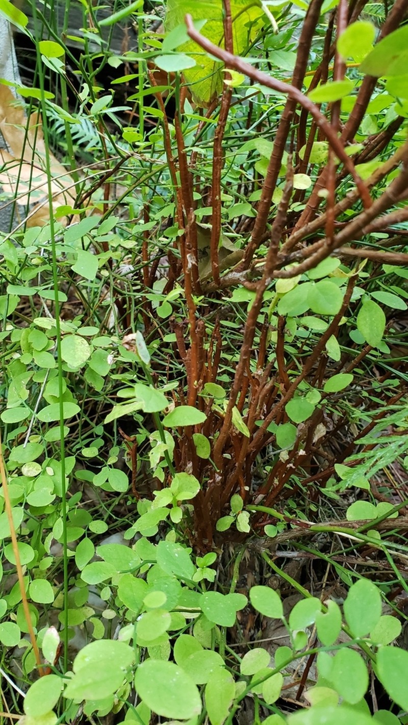Vaccinium shastense photo 7