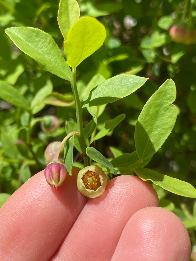 Vaccinium shastense subsp. nevadense
