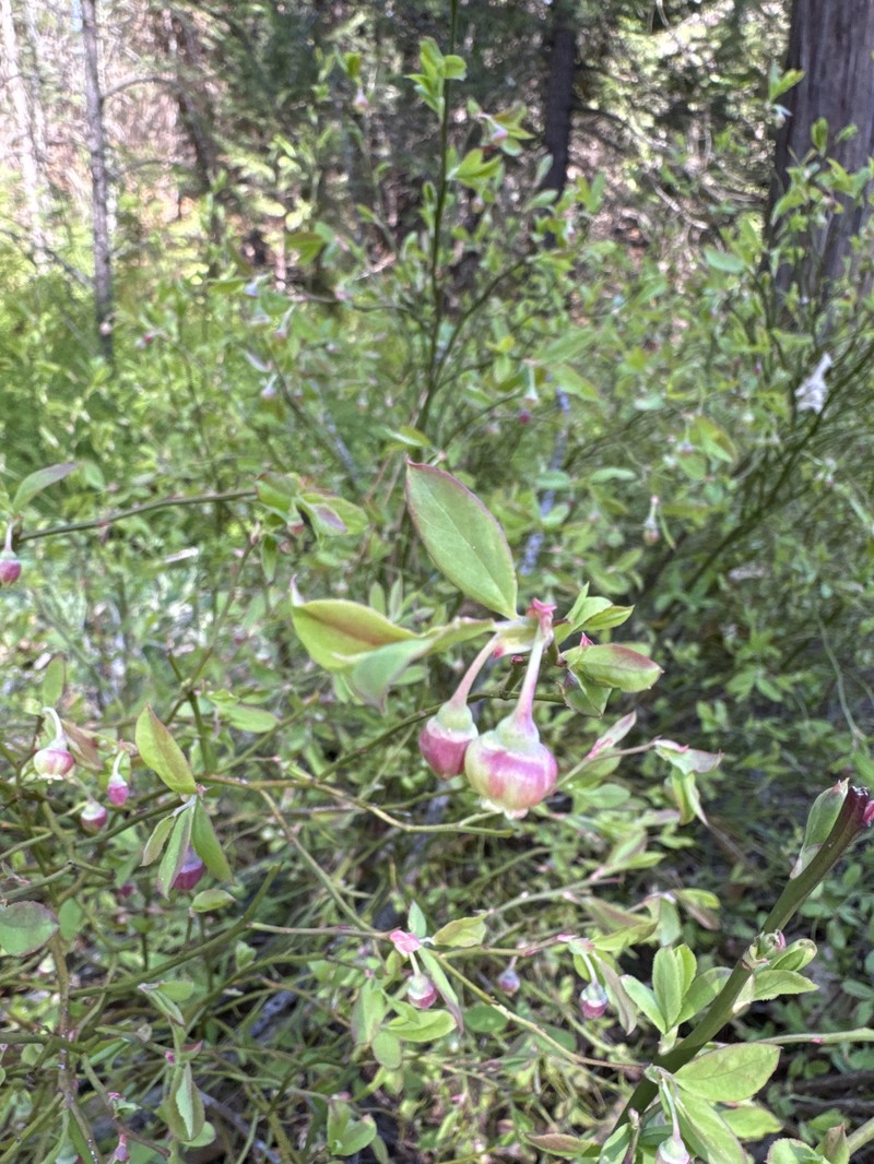 Vaccinium shastense subsp. nevadense photo 3