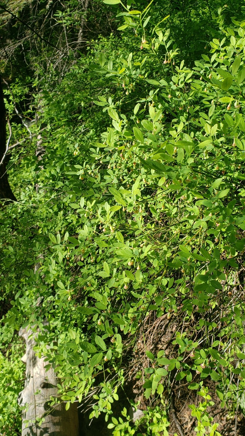 Vaccinium shastense subsp. nevadense photo 4