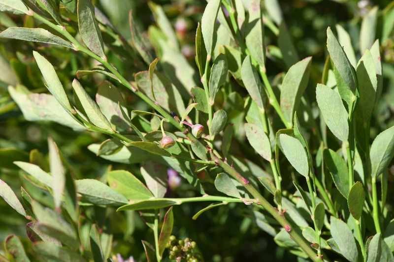 Vaccinium shastense subsp. nevadense photo 5