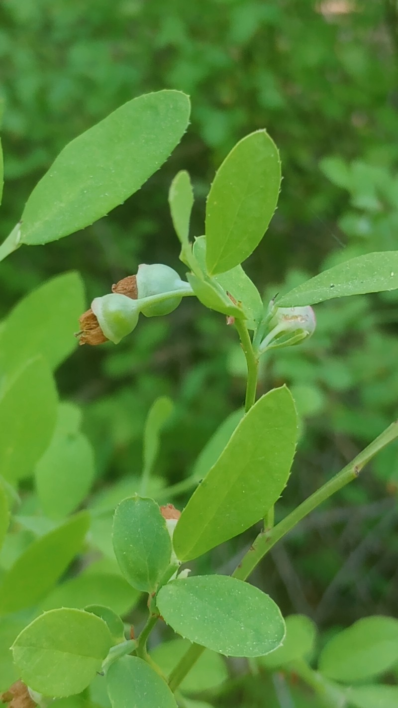Vaccinium shastense subsp. nevadense photo 6