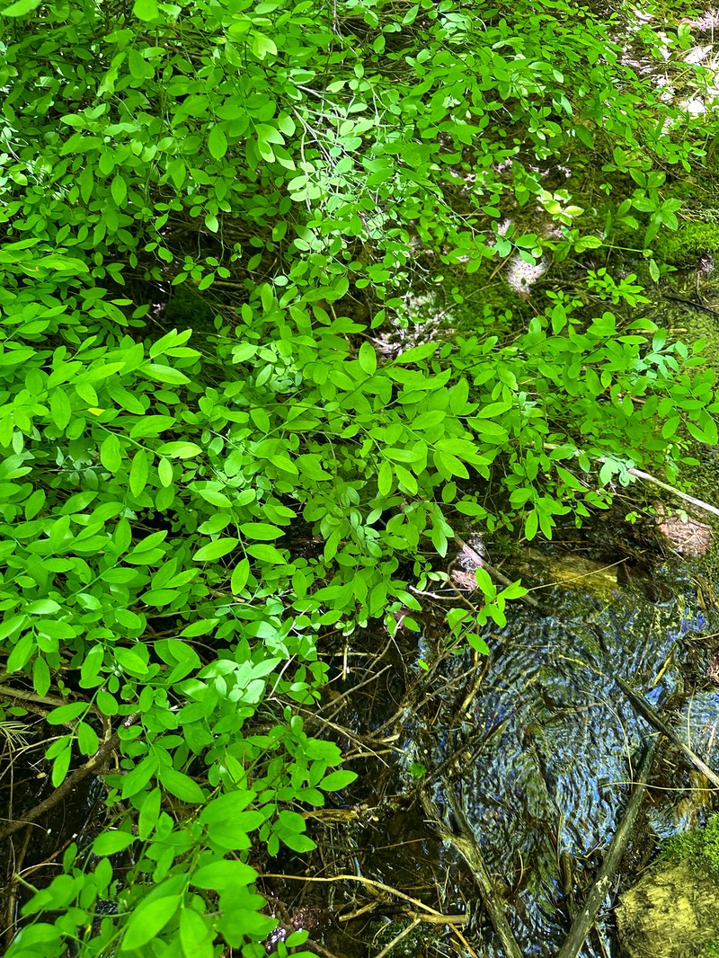 Vaccinium shastense subsp. nevadense photo 7