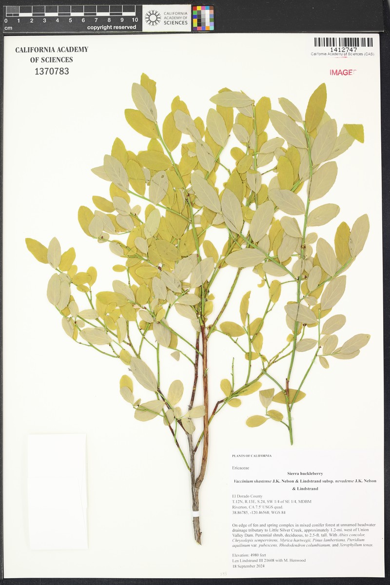 Vaccinium shastense subsp. nevadense photo 8