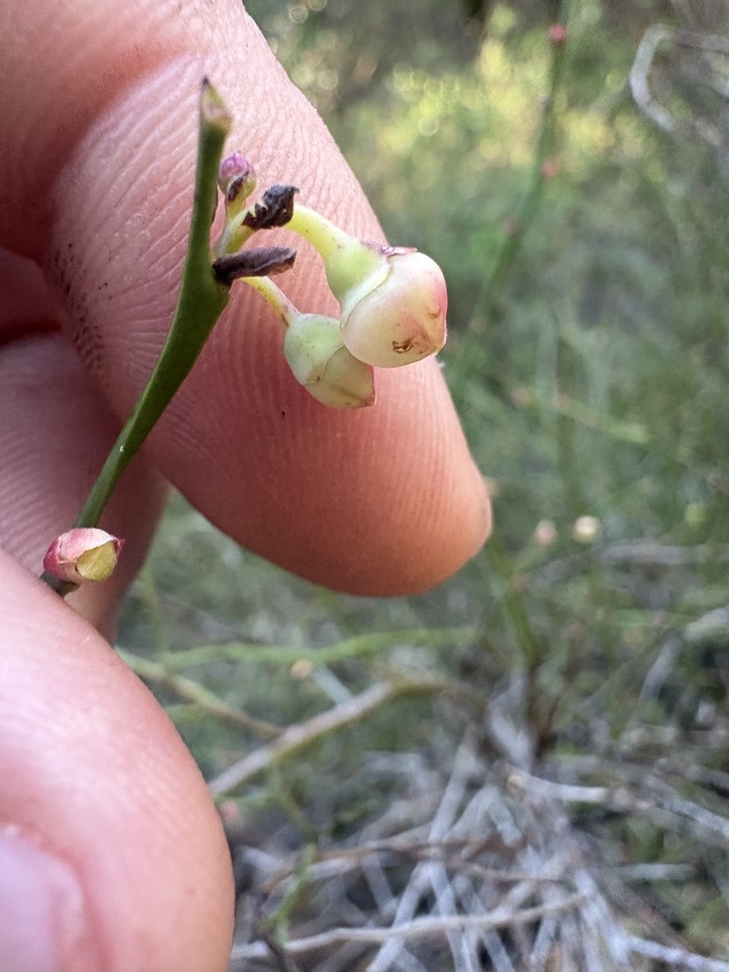Vaccinium shastense subsp. shastense