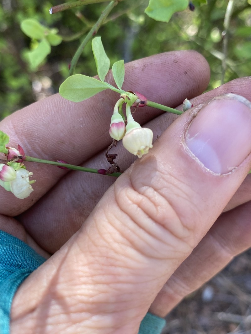 Vaccinium shastense subsp. shastense photo 2