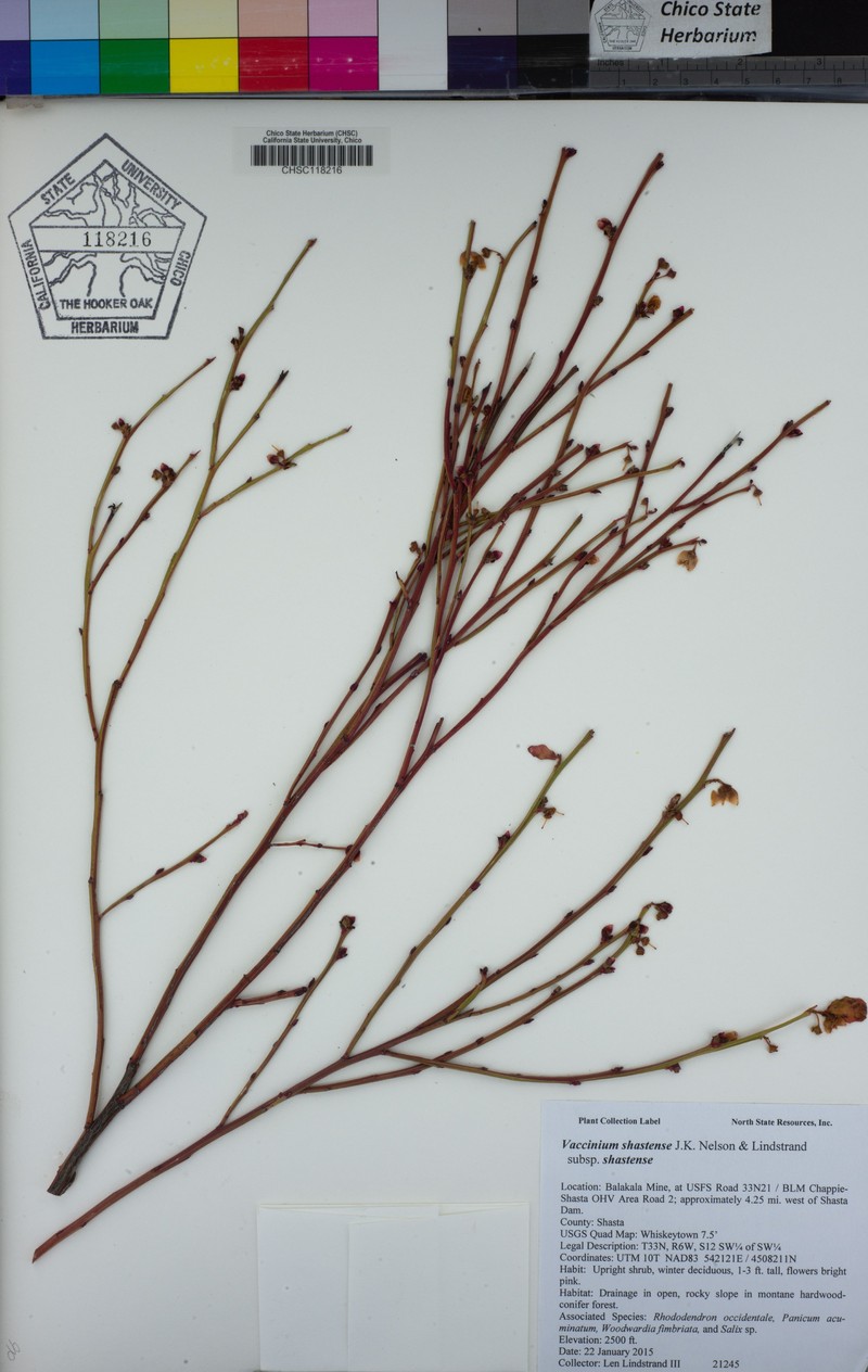Vaccinium shastense subsp. shastense photo 4