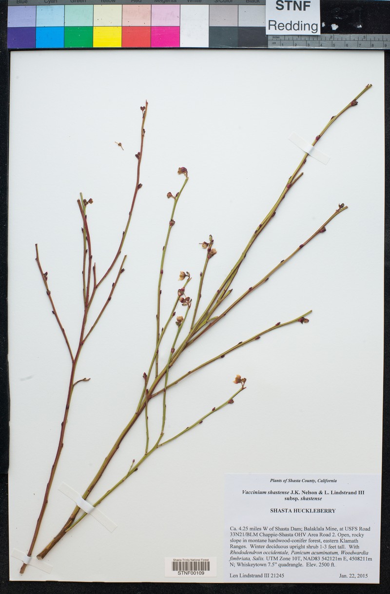 Vaccinium shastense subsp. shastense photo 5