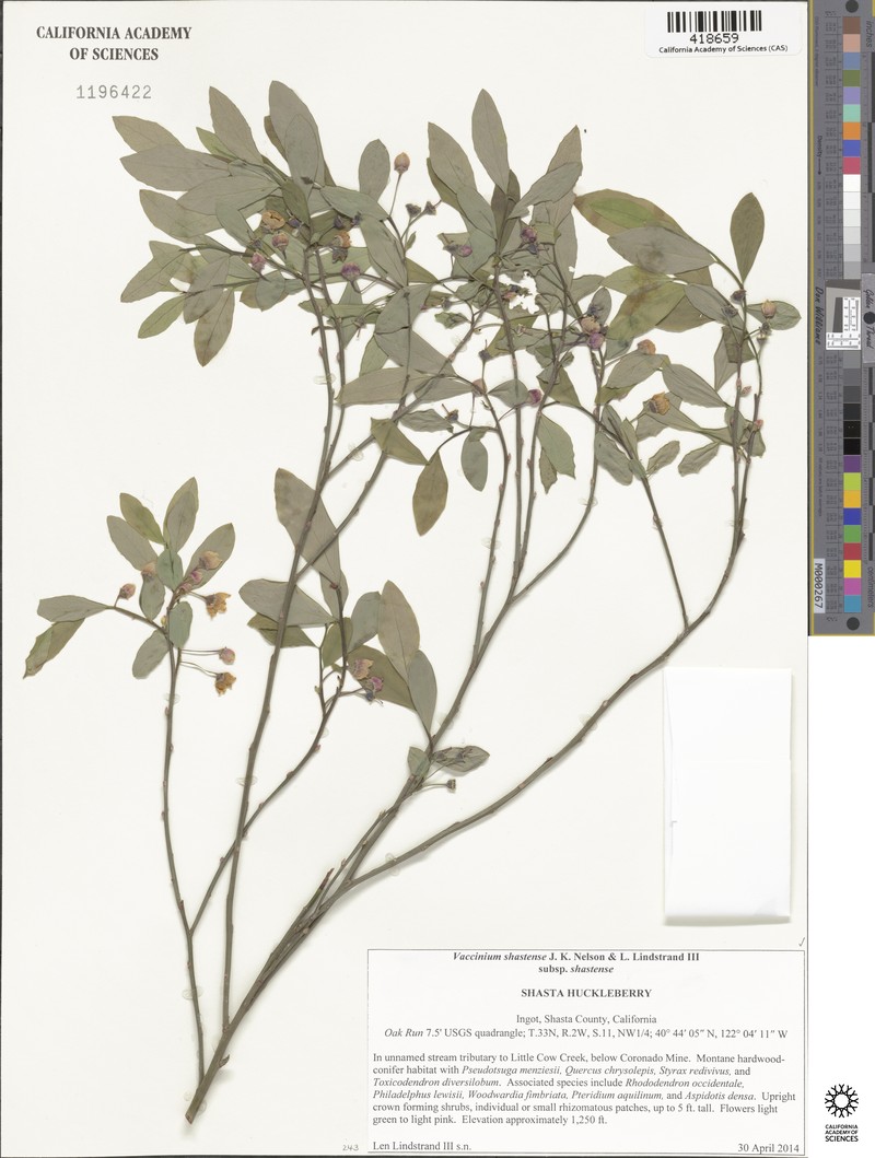 Vaccinium shastense subsp. shastense photo 6