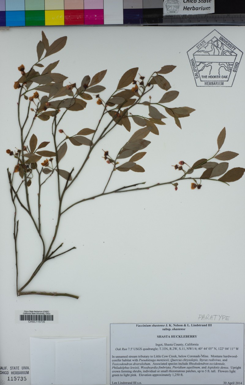 Vaccinium shastense subsp. shastense photo 8