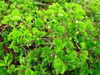Vaccinium shikokianum