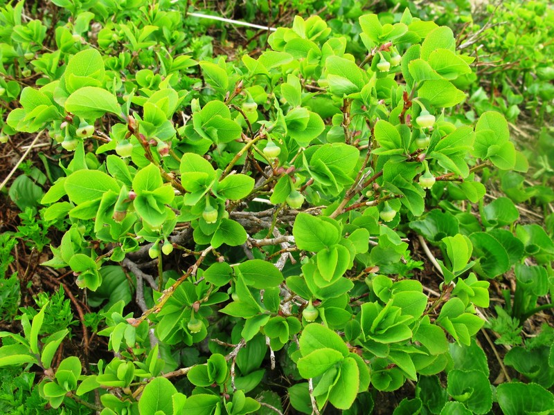 Vaccinium shikokianum
