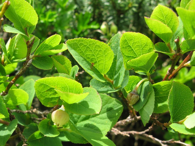Vaccinium shikokianum photo 2