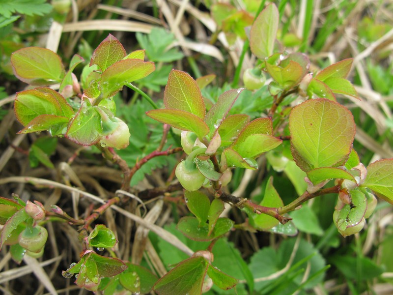 Vaccinium shikokianum photo 3