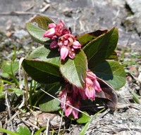 Vaccinium sikkimense