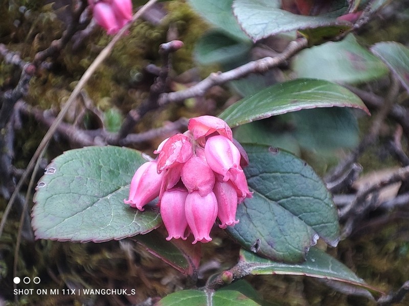 Vaccinium sikkimense photo 2