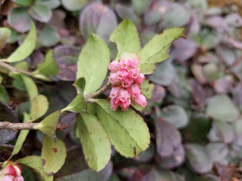 Vaccinium sikkimense photo 3
