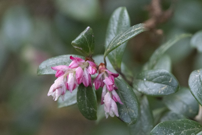 Vaccinium sikkimense photo 4