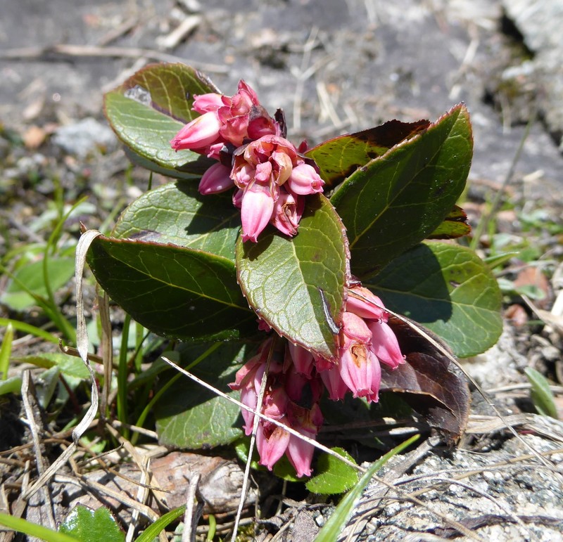 Vaccinium sikkimense photo 6