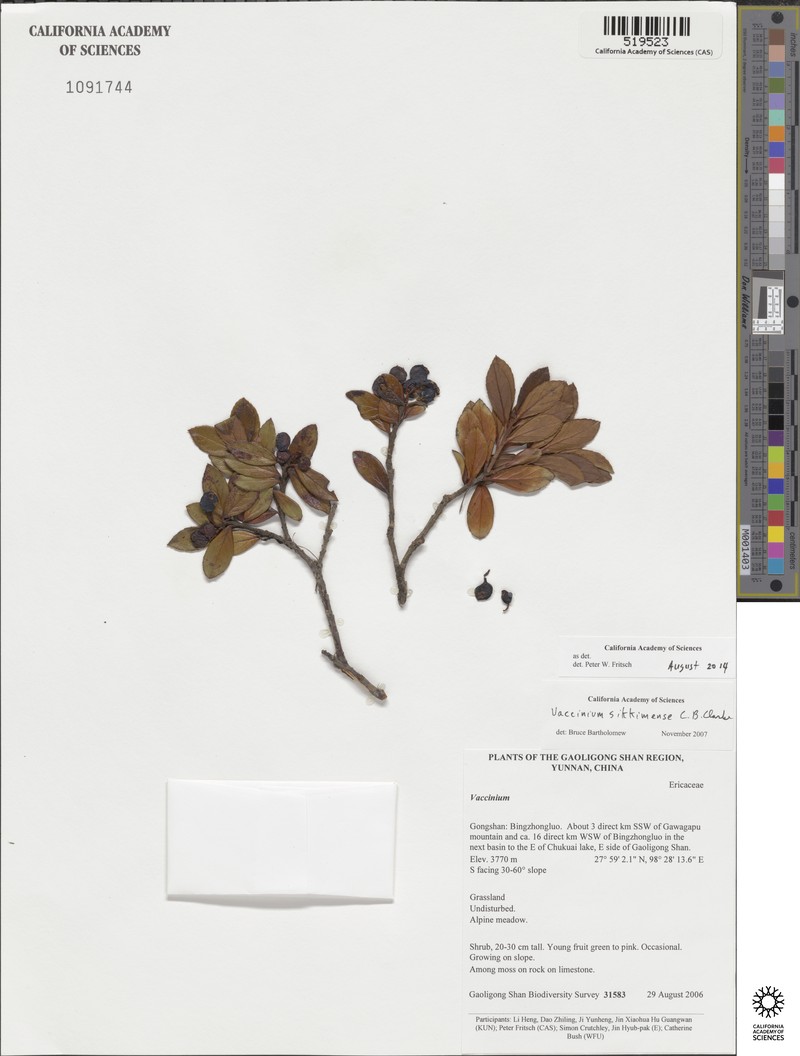Vaccinium sikkimense photo 7