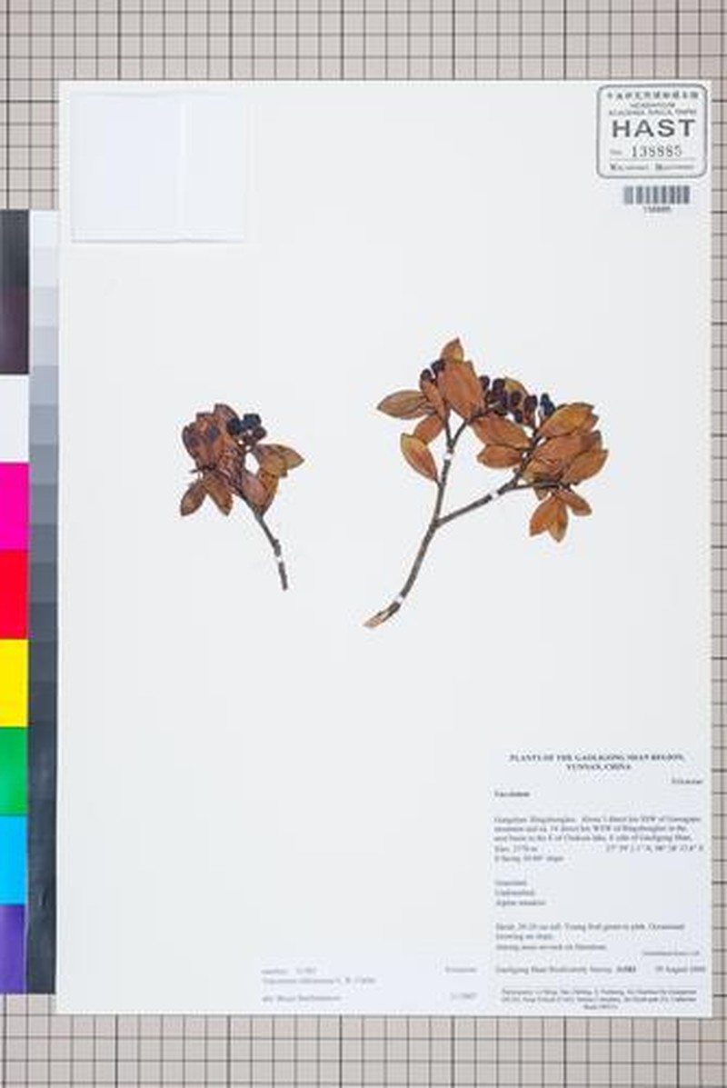 Vaccinium sikkimense photo 8
