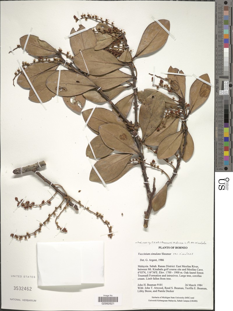 Vaccinium simulans