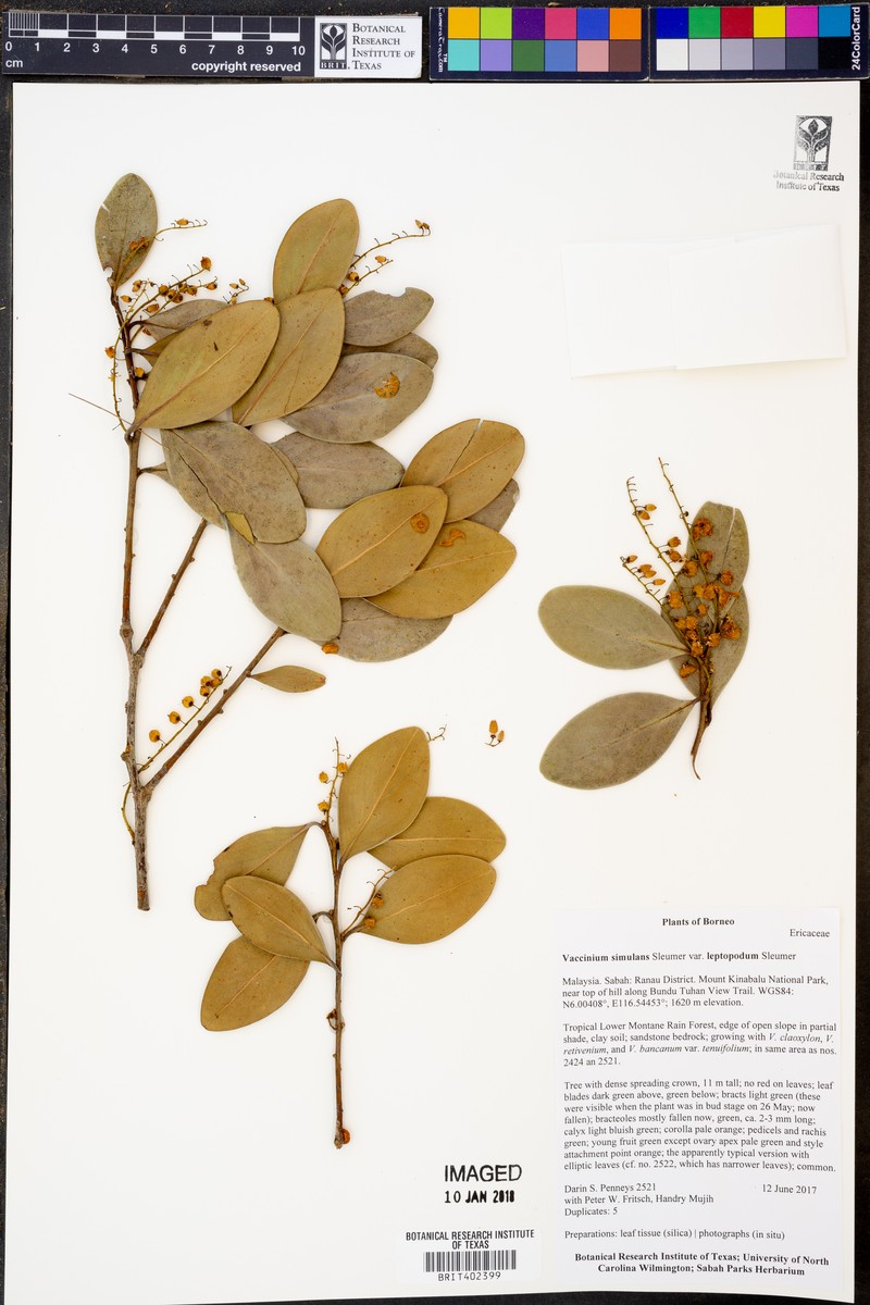 Vaccinium simulans photo 4