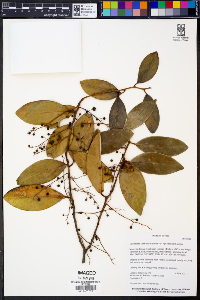 Vaccinium simulans photo 6
