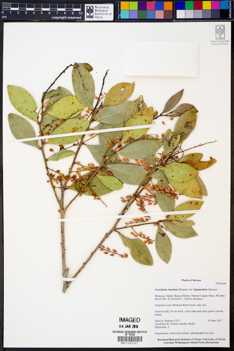Vaccinium simulans photo 7