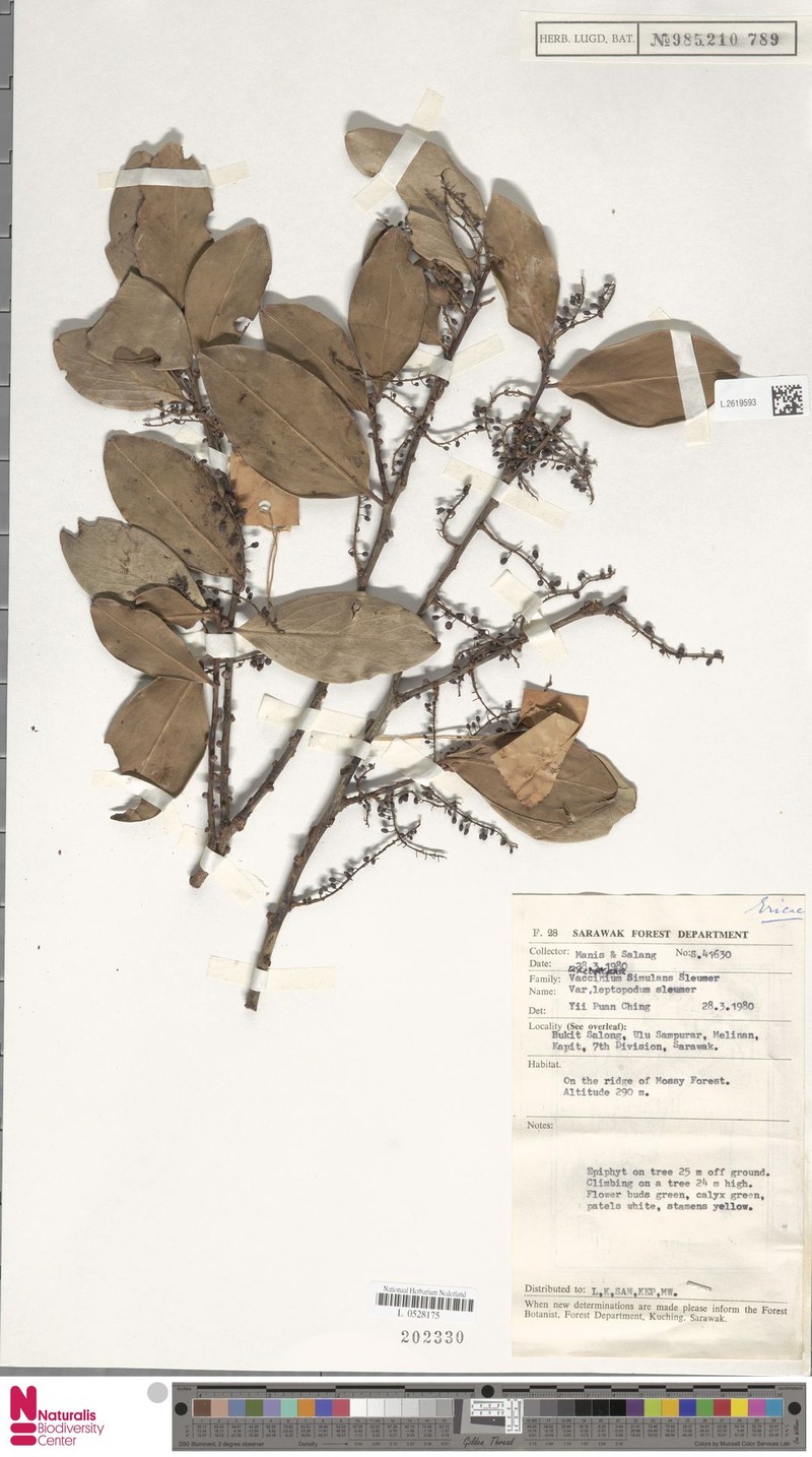 Vaccinium simulans var. leptopodum
