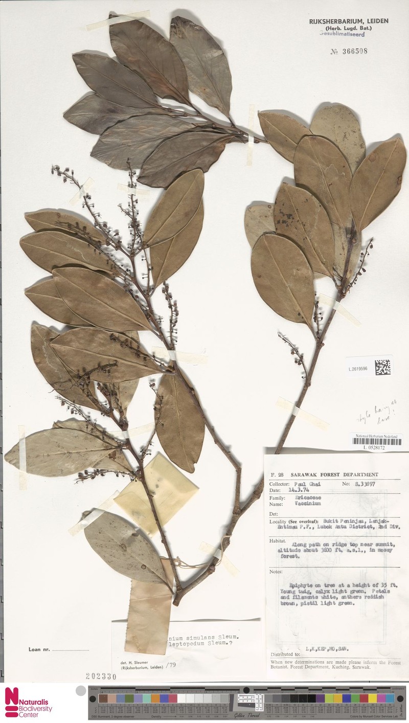 Vaccinium simulans var. leptopodum photo 3