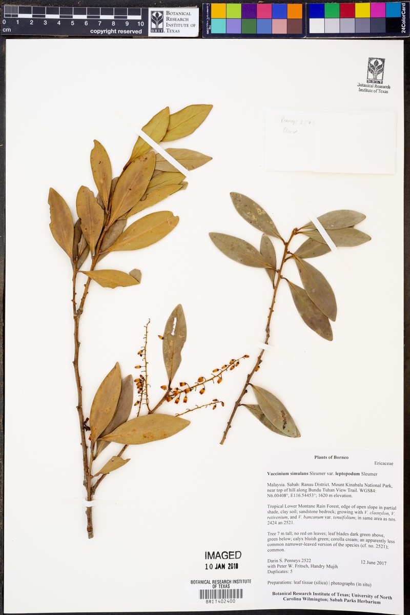 Vaccinium simulans var. leptopodum photo 6