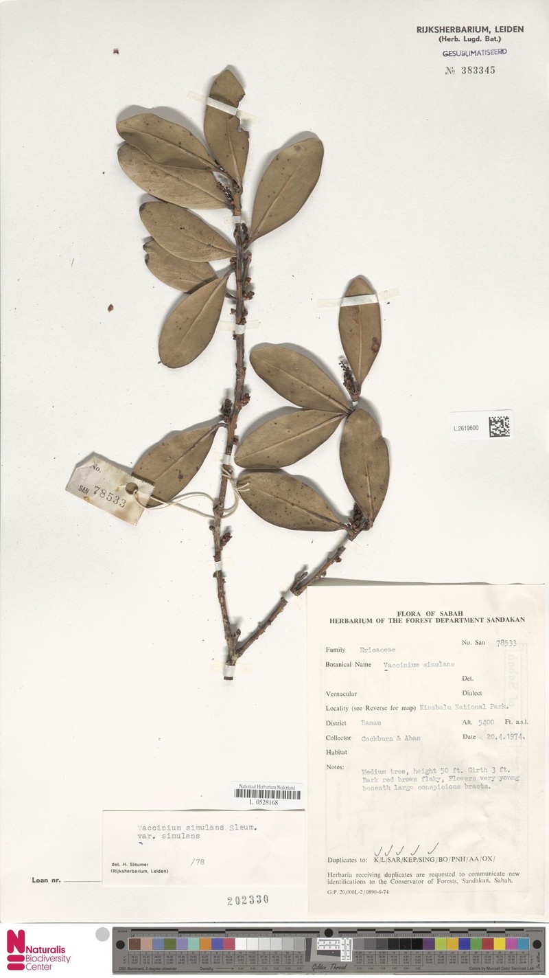 Vaccinium simulans var. simulans