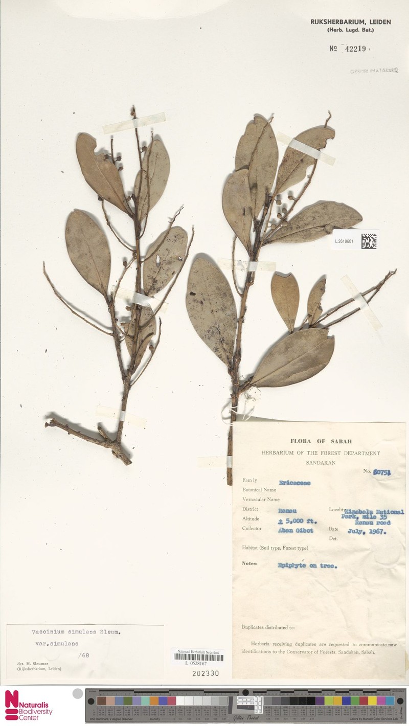 Vaccinium simulans var. simulans photo 2