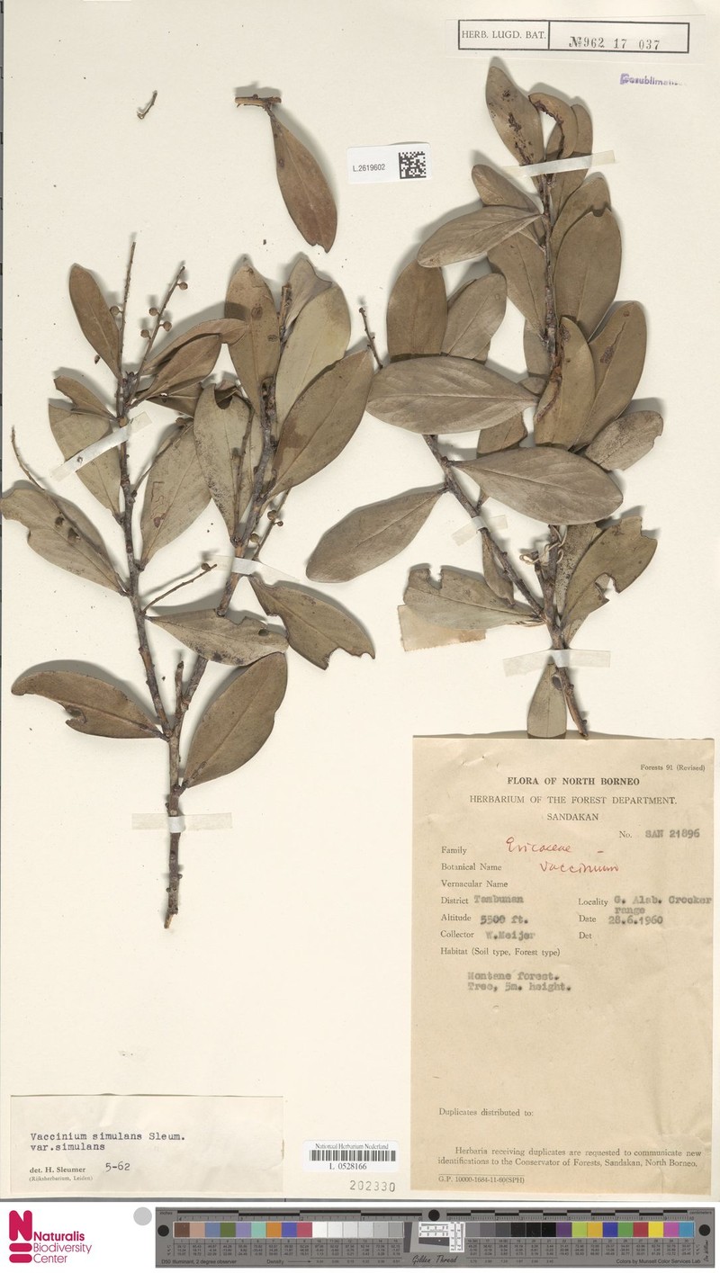 Vaccinium simulans var. simulans photo 3