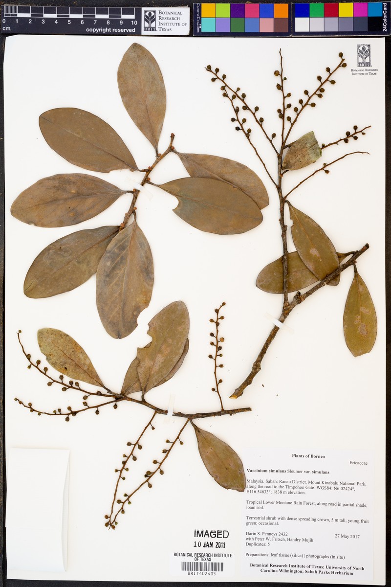 Vaccinium simulans var. simulans photo 4