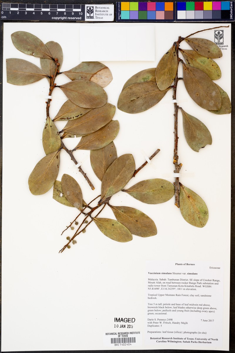 Vaccinium simulans var. simulans photo 5