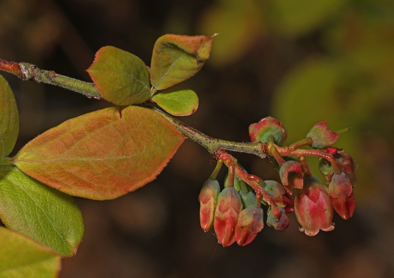 Upland Highbush Blueberry