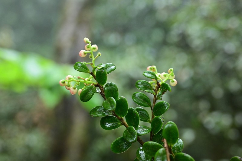 Vaccinium sinicum