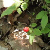 Vaccinium smallii