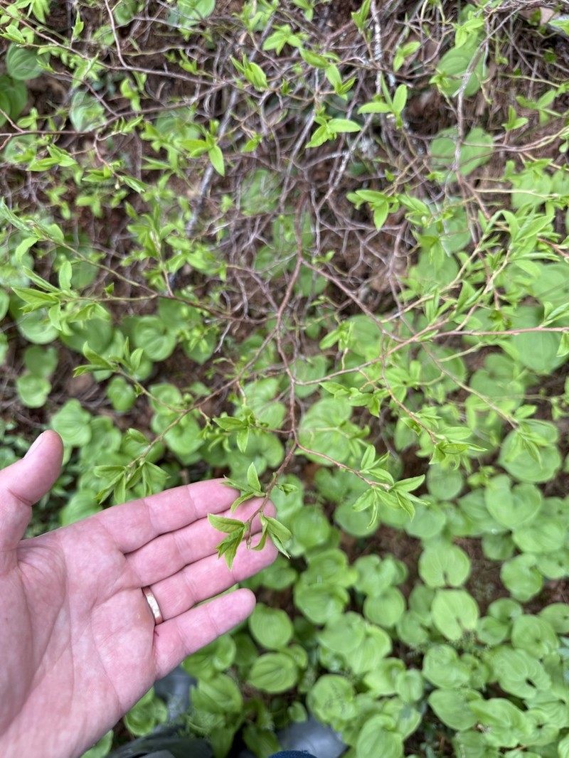 Vaccinium smallii photo 2