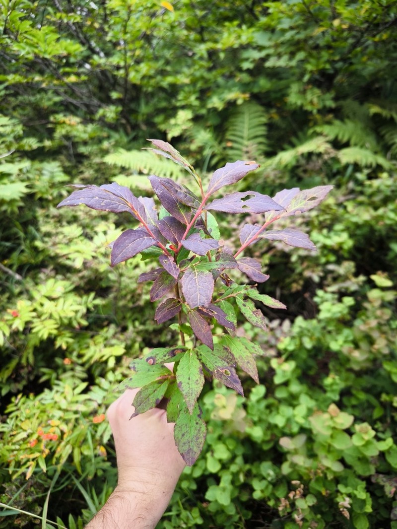 Vaccinium smallii photo 3